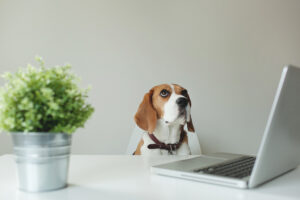 Dogs-in-the-office